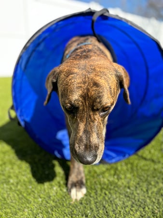 Images Playtime Pet Resort