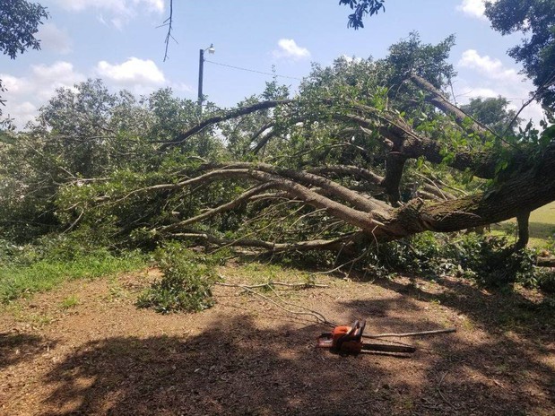 Images Professional Lot Clearing & Tree Service