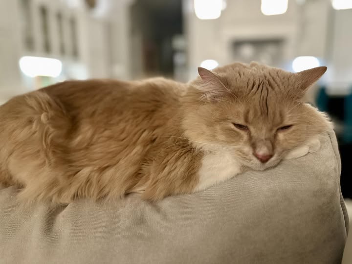 CityVet | Providence cat patient!
