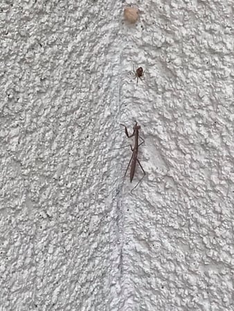 Images Advanced Termite and Pest Control