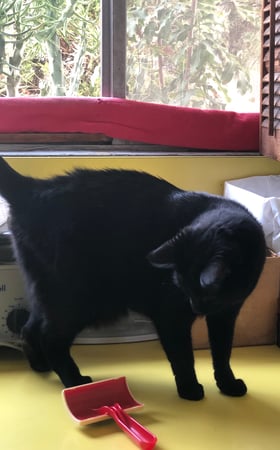 Images Melrose La Brea Animal Hospital