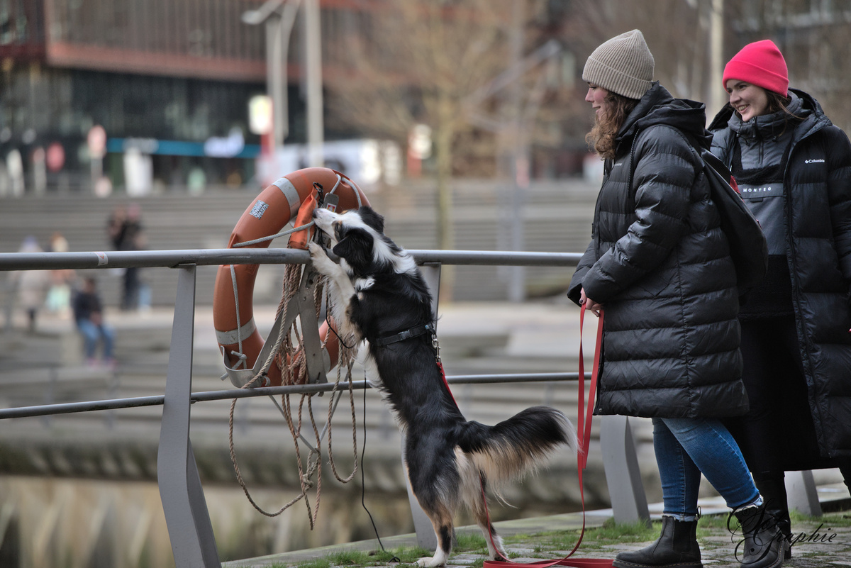 PawlityTime- Hundeschule Hamburg, Suhrenkamp 26 in Hamburg