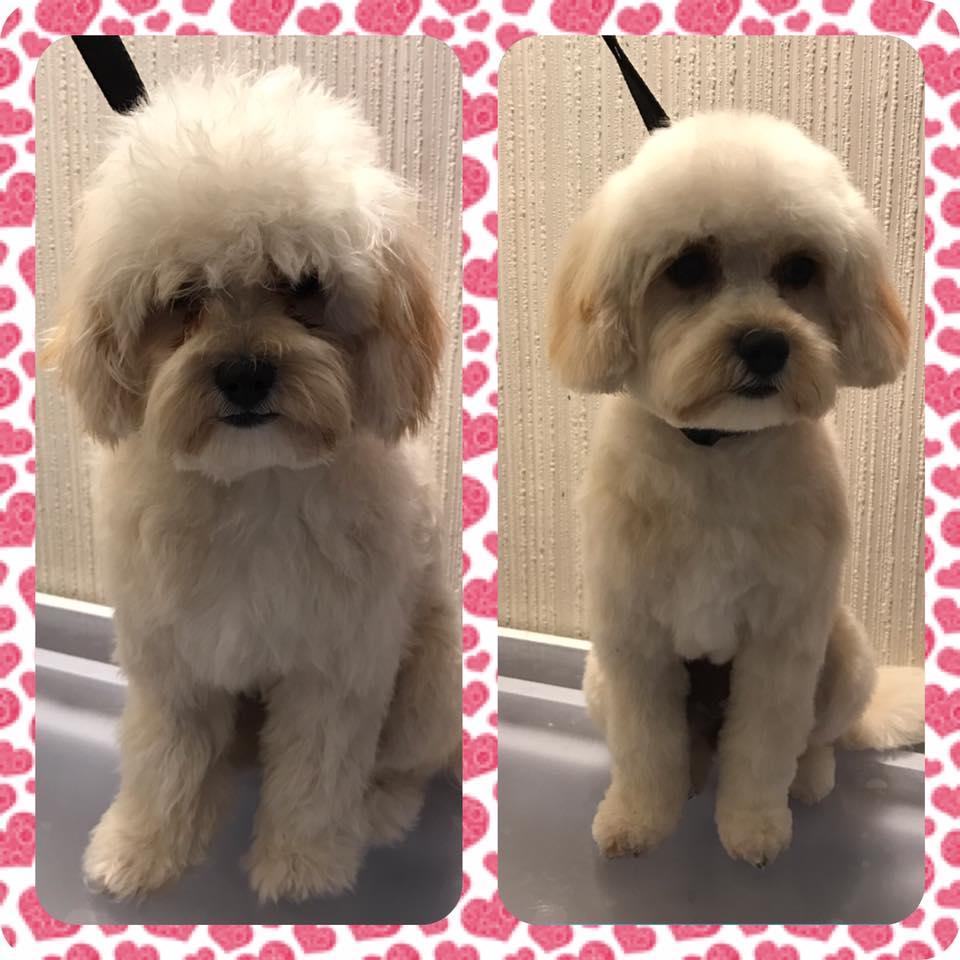 Images Joys Dog Grooming
