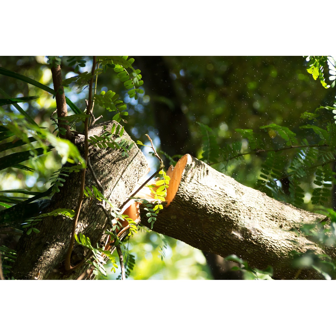 Charlie Tree Service