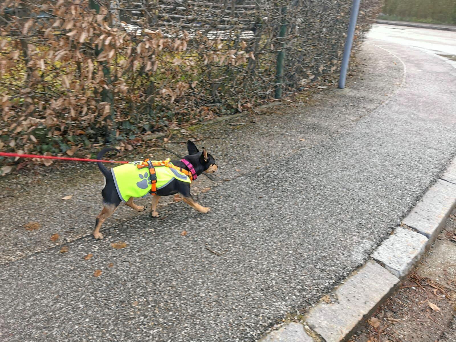 Bild 5 Mobile Hundeschule 4LuckyPaws in Uffing am Staffelsee