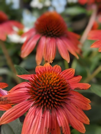 Images Grant Line Garden Center & Nursery