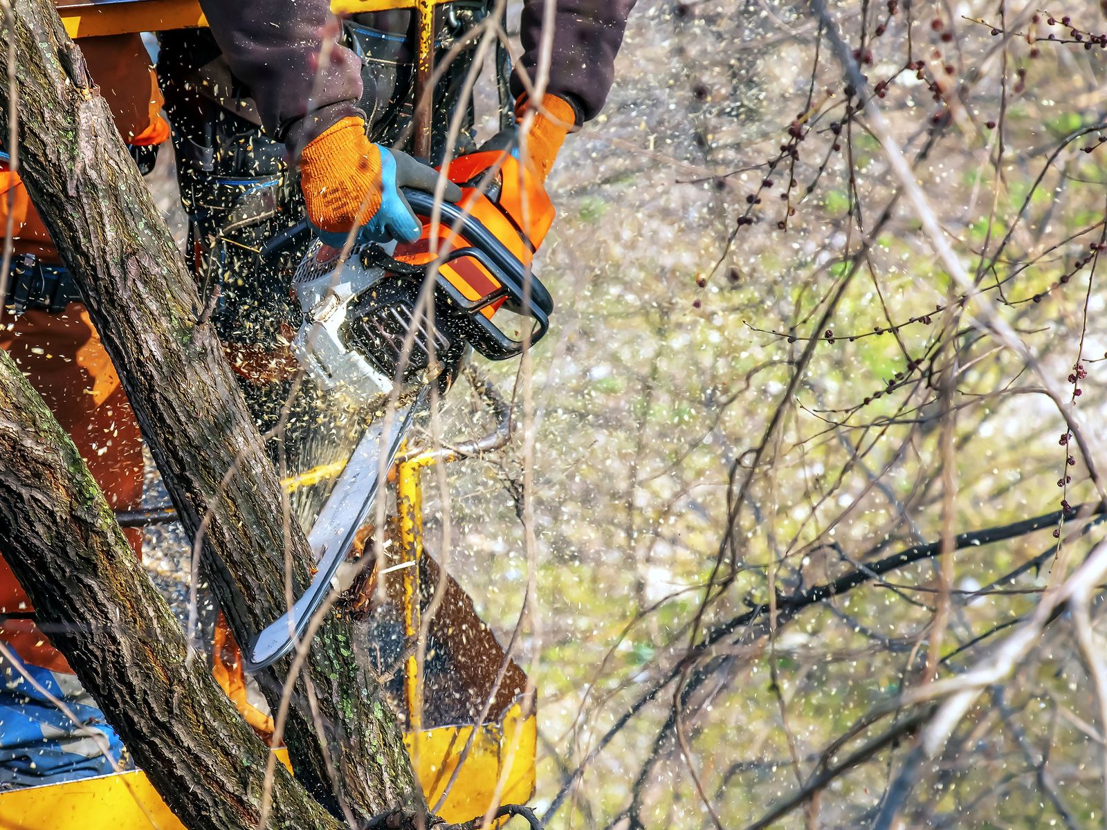 All Affordable Tree Service
