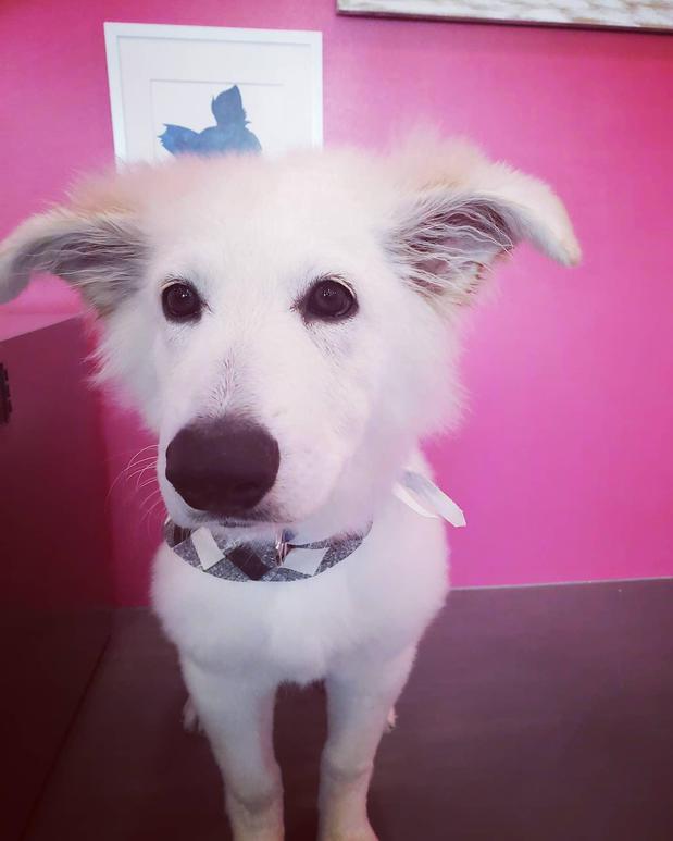 Images Woof Gang Bakery & Grooming Round Rock