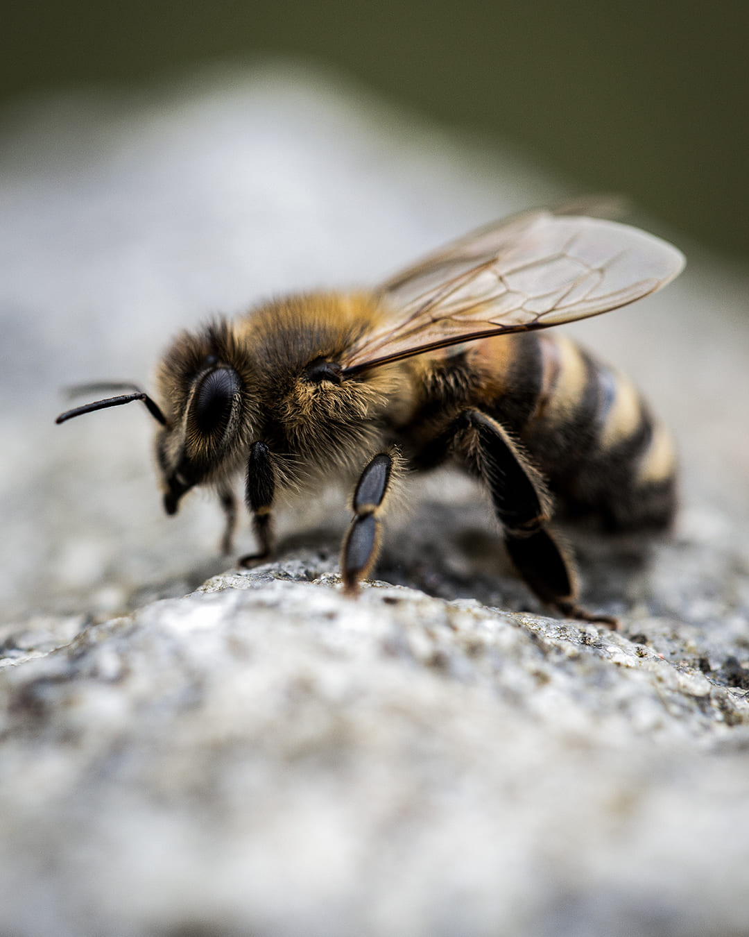 Agapie - Produzent & Lieferant für Bienengift, Gelee Royal, Propolis, Johannesstraße 39-45 in Stuttgart