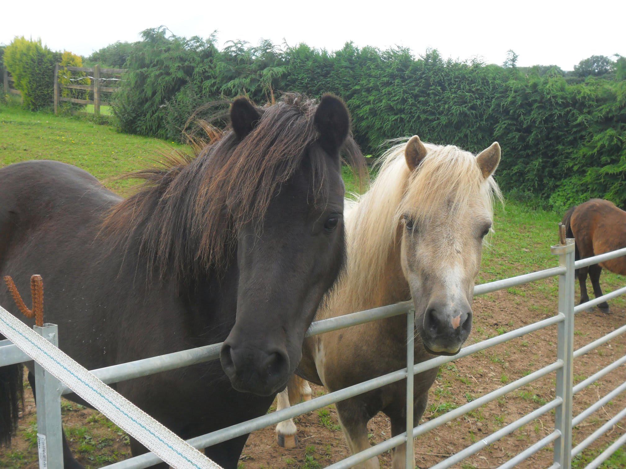 Images Humaryn Shetland Pony Rides