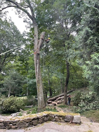 Images Green Outdoors Tree Service