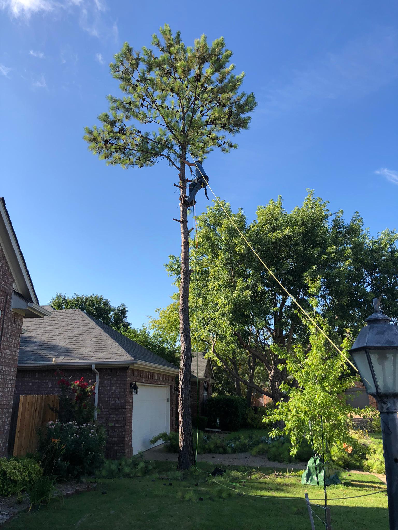 Classic Cuts Tree Trimming And Removal Photo