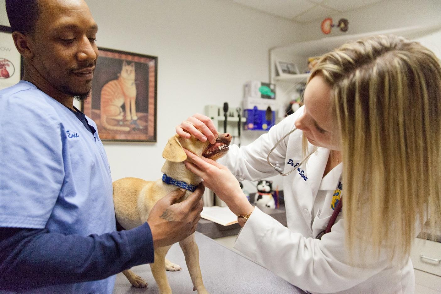 Keeping your pet’s teeth and gums clean and healthy is one of the best things you can do as a pet parent. Here, Dr. Scott checks this dog’s oral cavity for signs of dental disease.