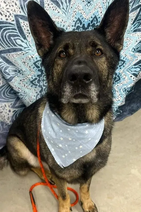 Elevate Canine Kutz Image