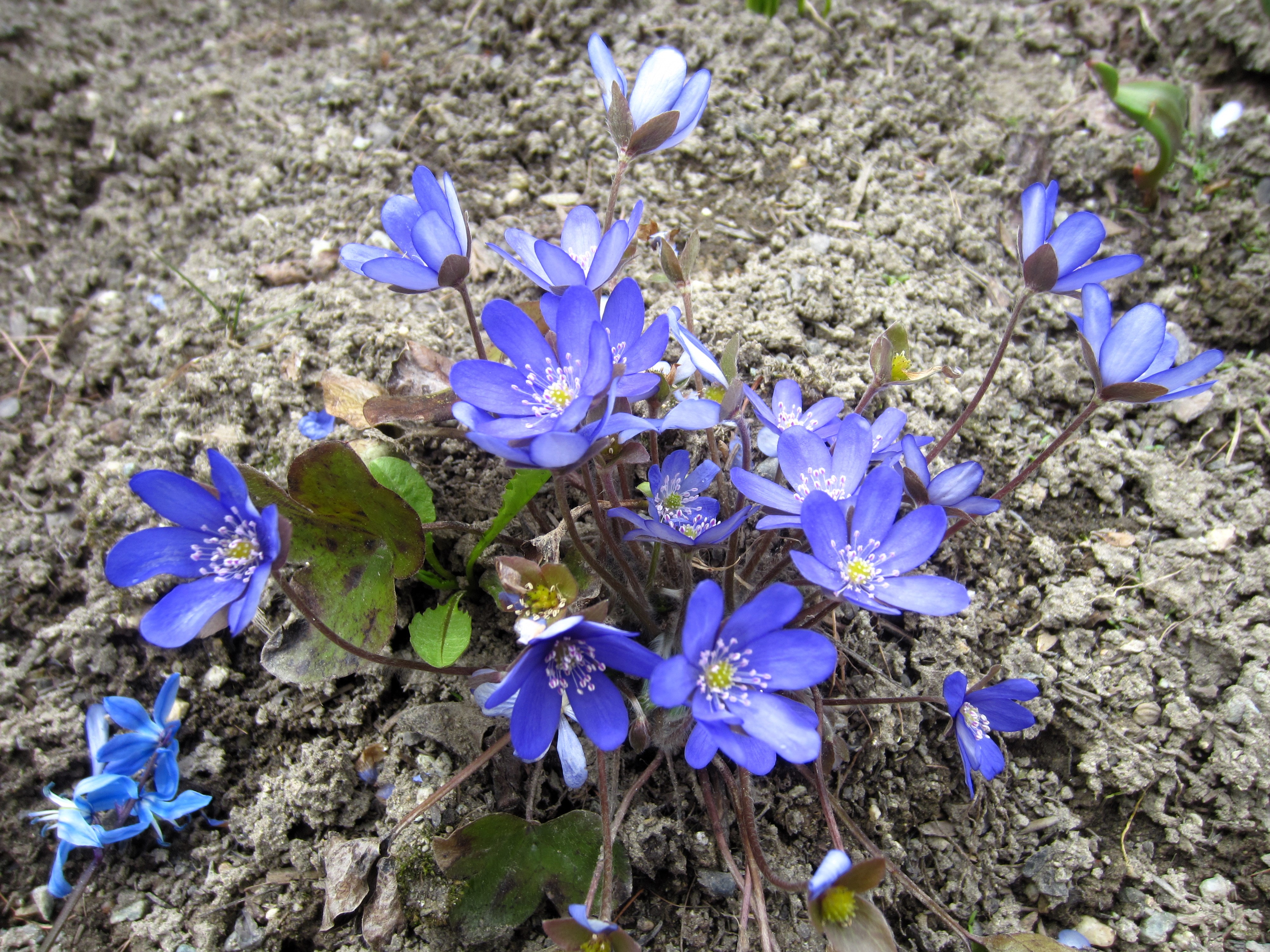 Bilder Albula Gartenbau GmbH