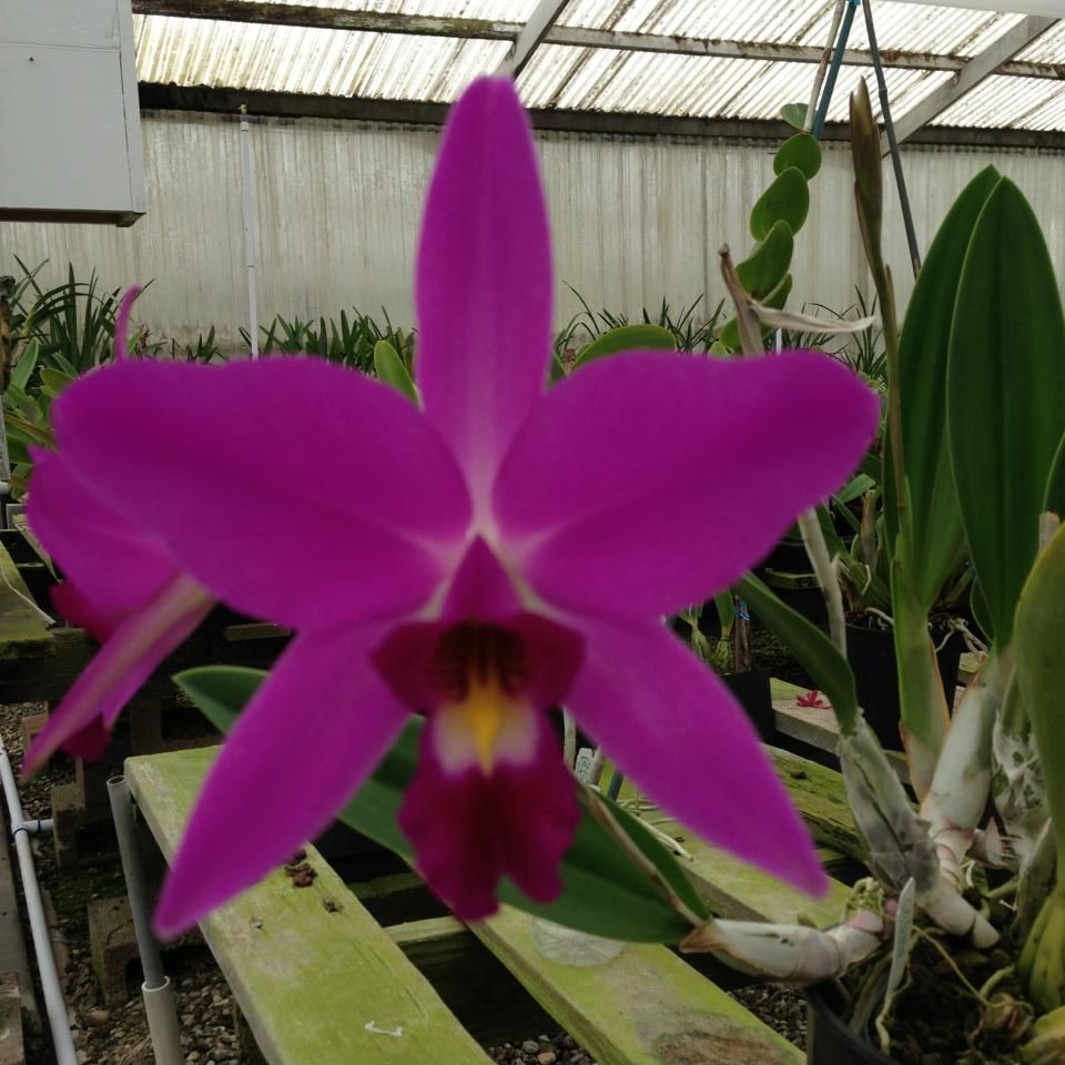 Cal-orchid Inc