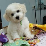 Images Featherle Pet Care Chantilly