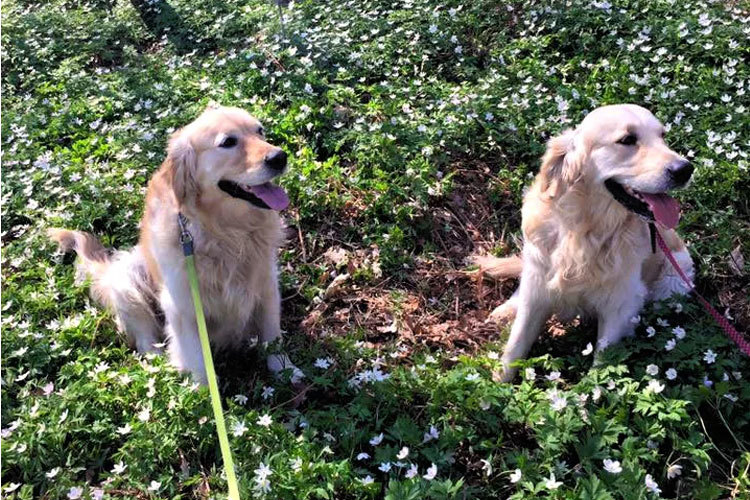 Images Thorsheim Hundehotell