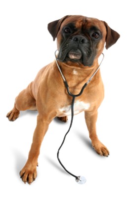 Advanced Vet Mobile
