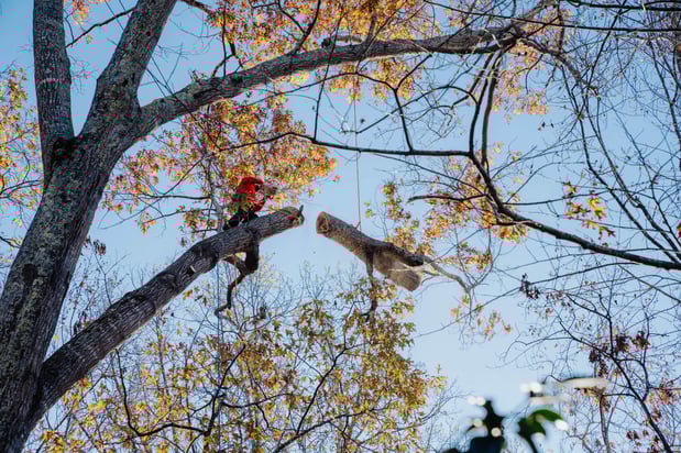 Images Northside Tree Professionals