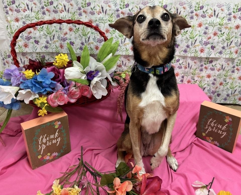 fido fido Dog Daycare & Boarding Image