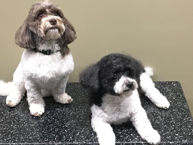 Images Pet, Rinse, Repeat Grooming, Mobile, Salon & Boarding