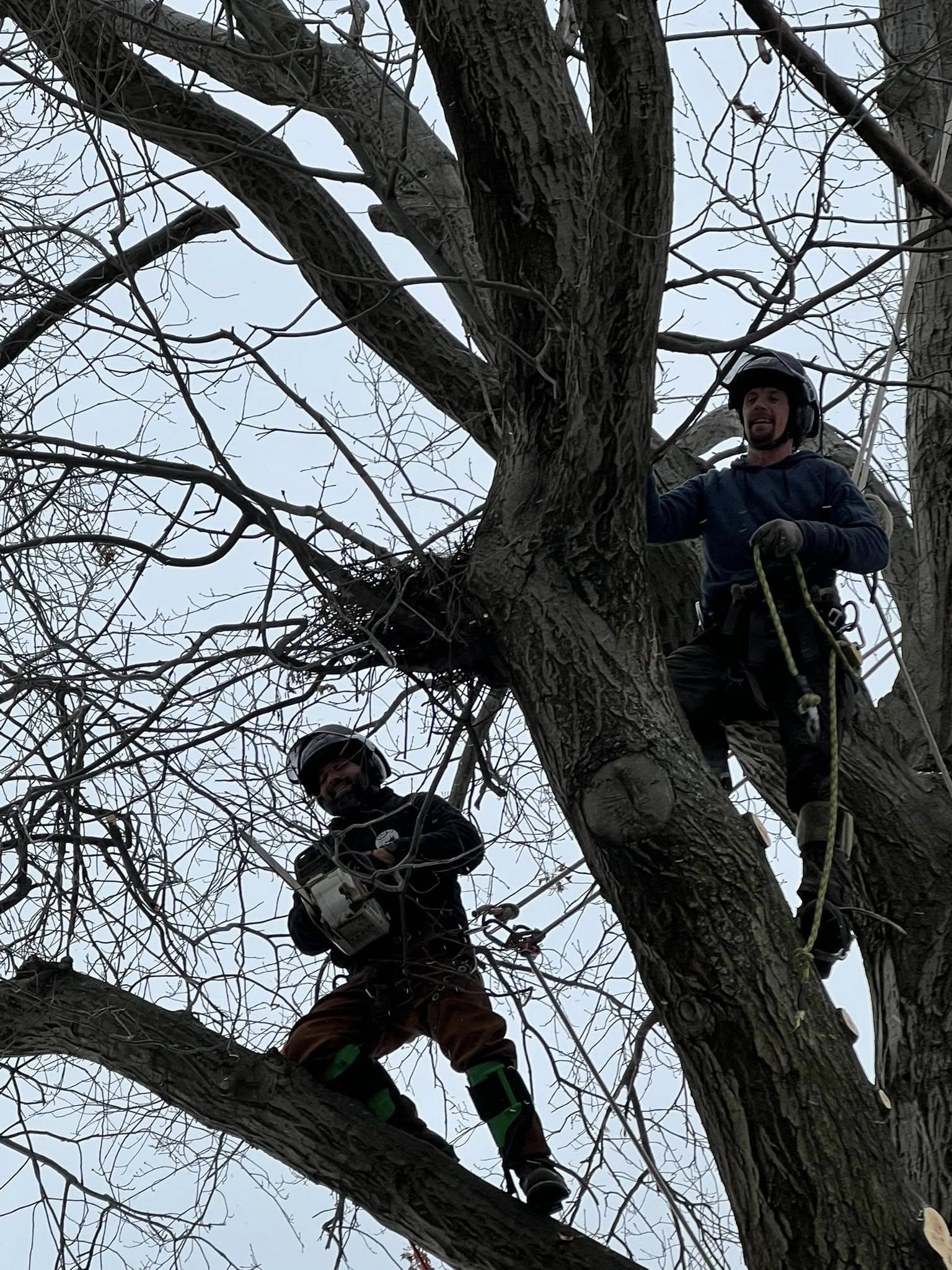 We offer expert tree trimming services at Lucca Landscaping & Construction LLC to help maintain the health, structure, and appearance of your trees. Regular trimming encourages growth and improves the overall look of your outdoor space. Our team works with attention to detail to shape your trees and remove any overgrowth. We aim to enhance both safety and curb appeal with every visit.