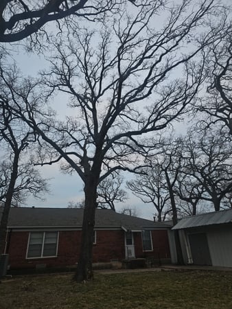 Images Sal's Landscape & Tree Service