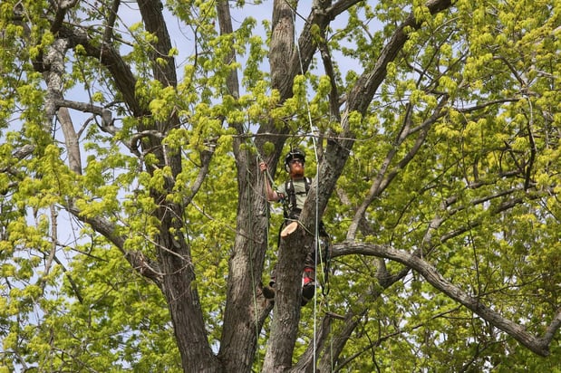 Images Foppema Tree Care