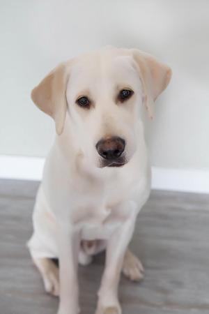 Images Laurie and Joe's Labs