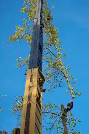 Images Kelley's Tree Service