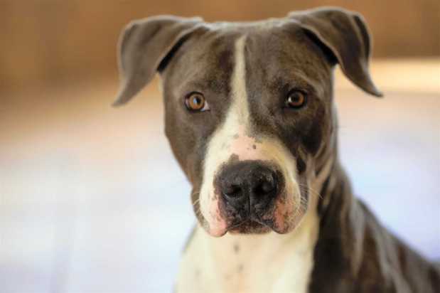 Images VCA Becker Animal Hospital and Pet Resort