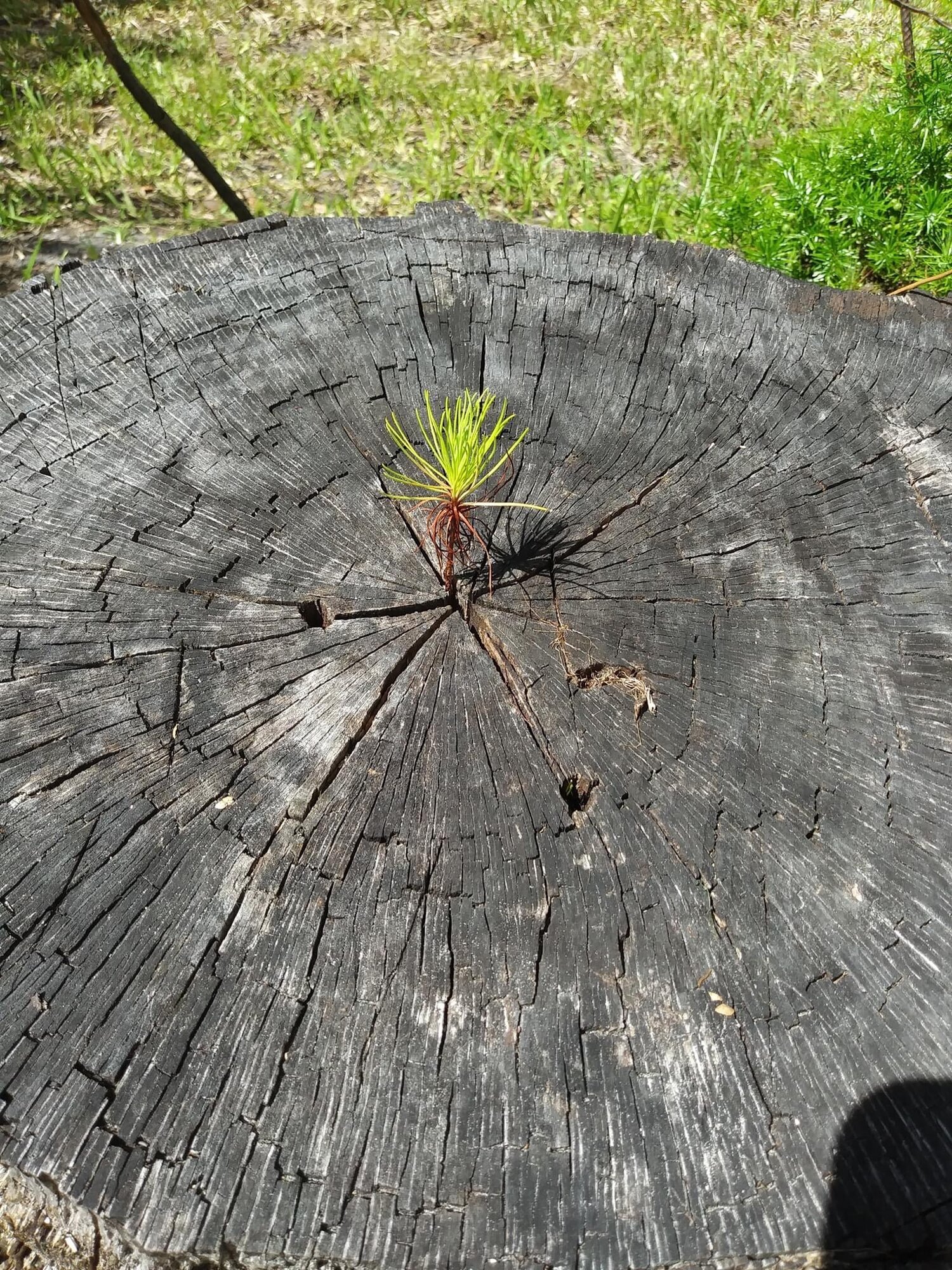 Naturglanz - Umweltfreundliche Reinigungsfirma, Scharnitzer Straße 38 in Gräfelfing