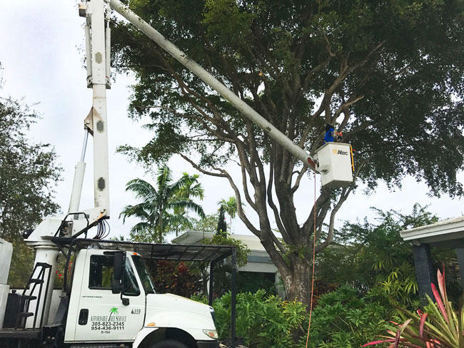 Trimming Trees Fort Lauderdale
