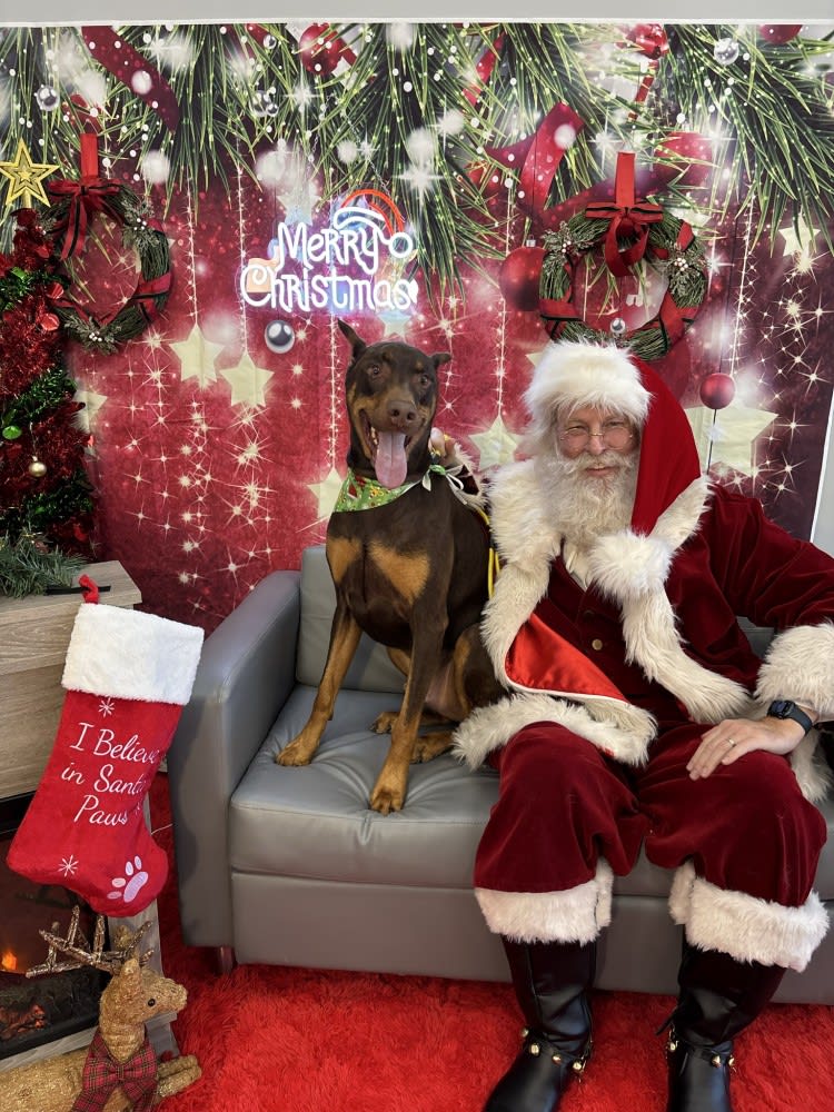 The Dog Stop - Katy Image