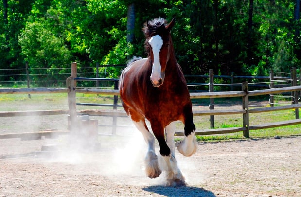 Images RLM Veterinary Services P.C.