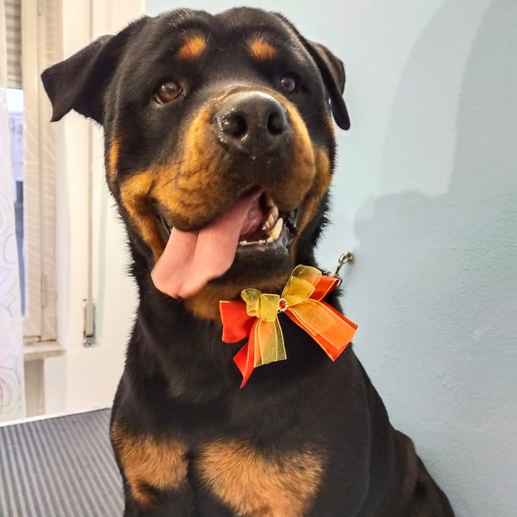 Images Braccobagno Bau Toelettatura