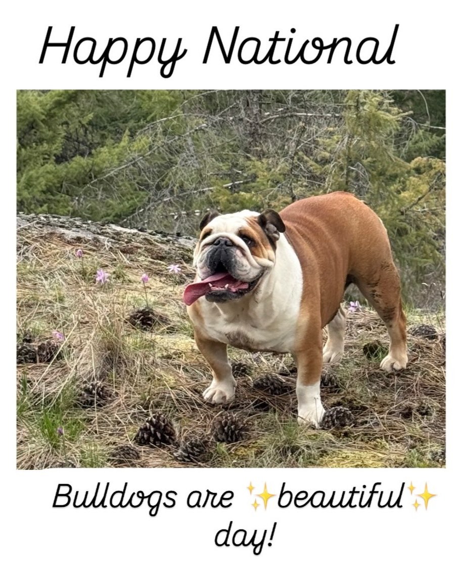 Bulldogs are built tough, but even the toughest pups deserve coverage. Happy National Bulldogs Are Beautiful Day to Piper, our favorite wrinkly coworker.