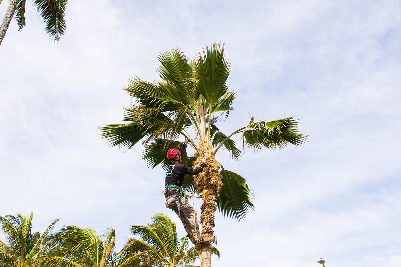 With a focus on customer satisfaction, a tree service specialist in Oahu, Hawaii, cleans up debris after completing a tree maintenance job.