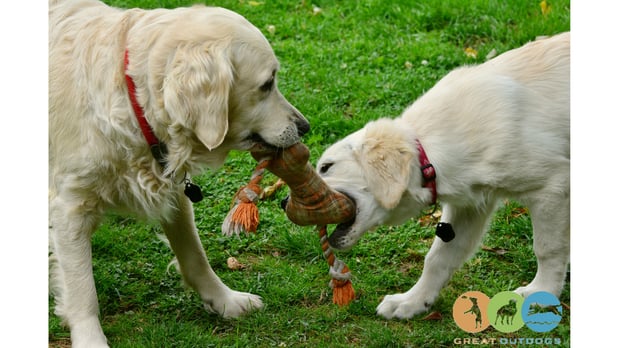Images Great Outdogs