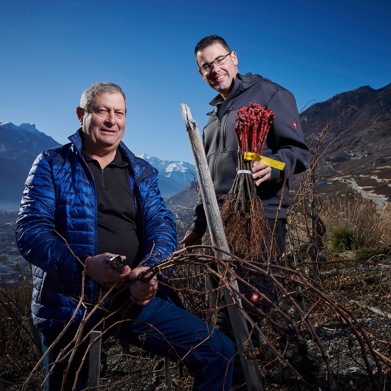 Multiplants Sàrl, Route des Charmilles 42 in Vétroz