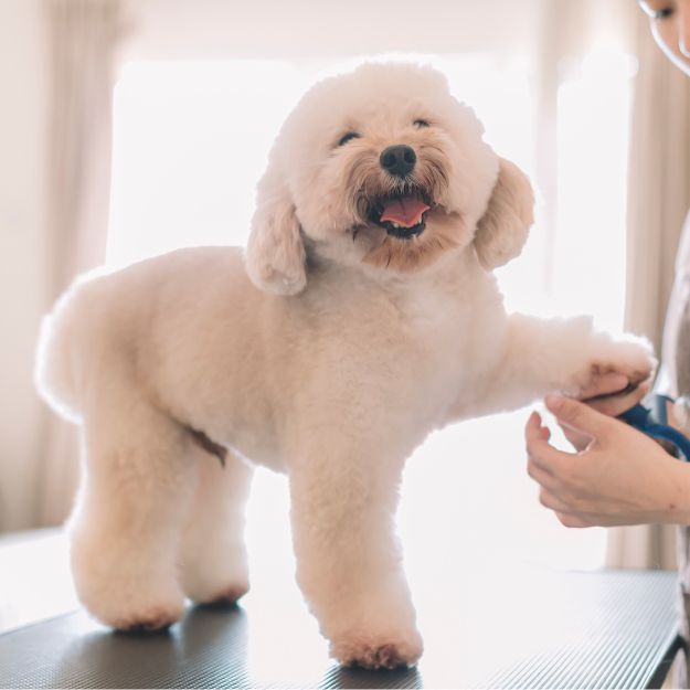 Images Shear Pawfection