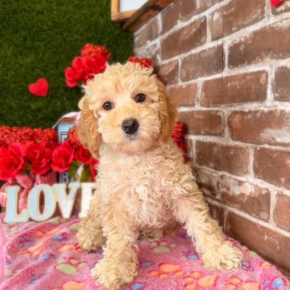 Puppies Direct Image