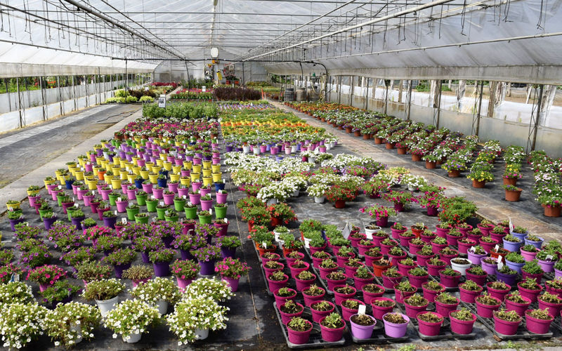 Images Floricoltura Casali Azienda Agricola