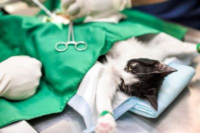 Images Caruso Dr. Antonino - Medico Veterinario