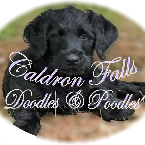 Caldron Falls Doodles and Poodles Logo