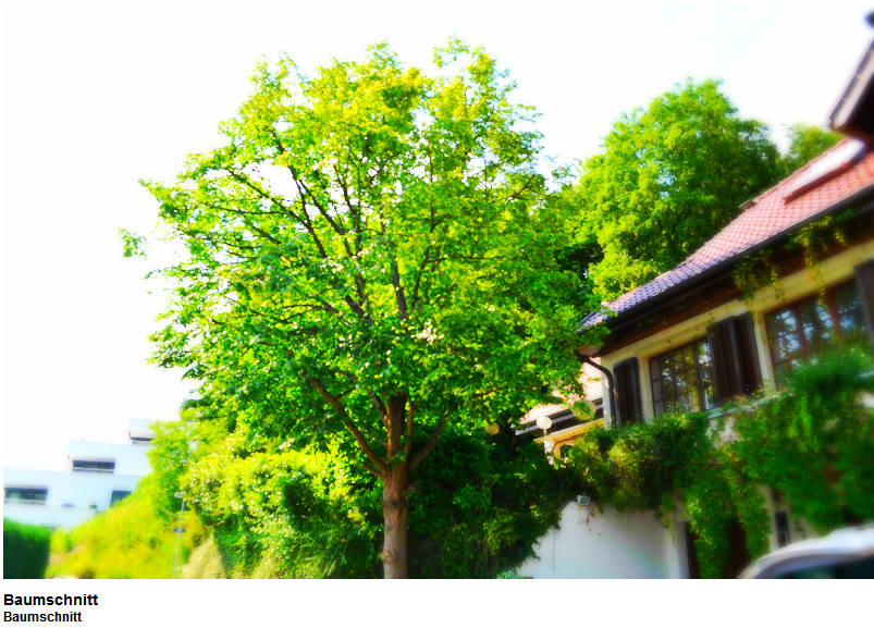 BaumWick Baumpflege, Gipsstrasse 2 in Ehrendingen