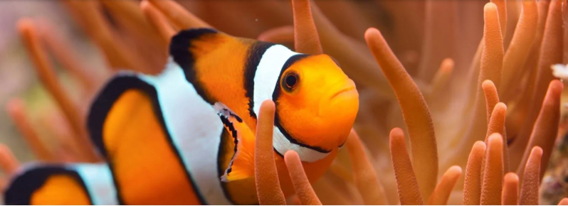Images Il Pinguino