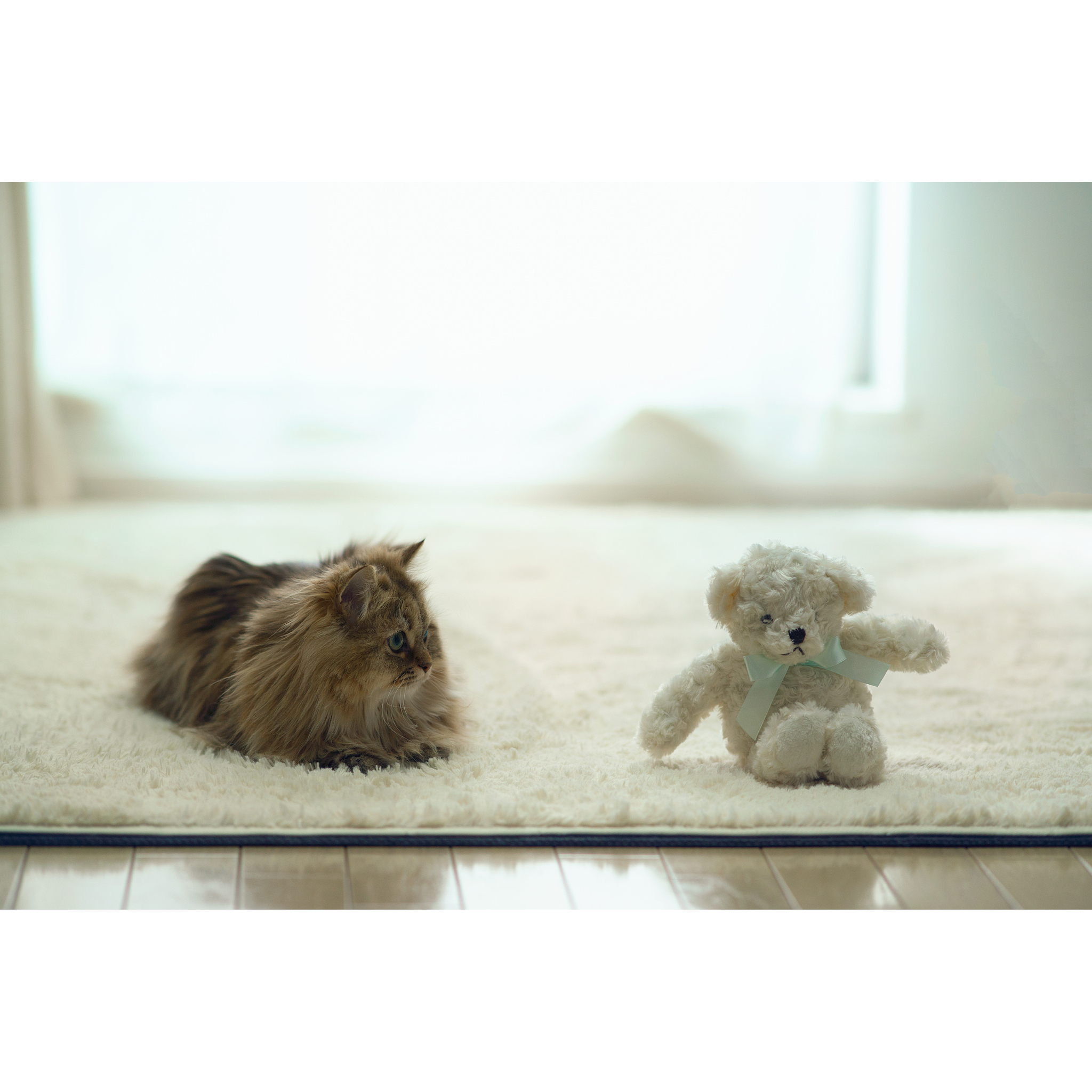 All Brite Carpet Cleaning
