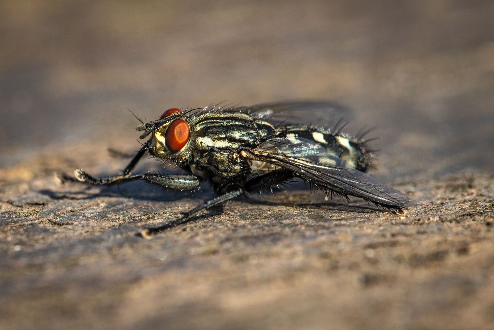 Haralson Termite & Pest Control